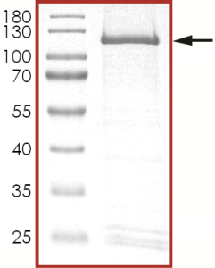 HER2 (C805S), Active